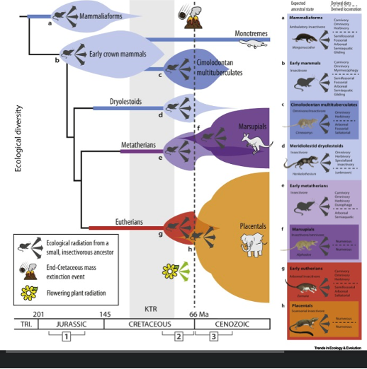 <p>&nbsp;</p><p class="MsoListParagraphCxSpFirst">Niches vacated by dinosaurs filled by mammals</p><p class="MsoListParagraphCxSpMiddle">Mammals go from 150g to 1kg within 1 Myr</p><p class="MsoListParagraphCxSpMiddle">Predominantly diversification within lineages</p><p class="MsoListParagraphCxSpMiddle">Remember 66ma = K-Pg – after this evolution and cological diversity happened rapidly</p><p class="MsoListParagraphCxSpLast">Was only non-avian dinosours extinct</p>
