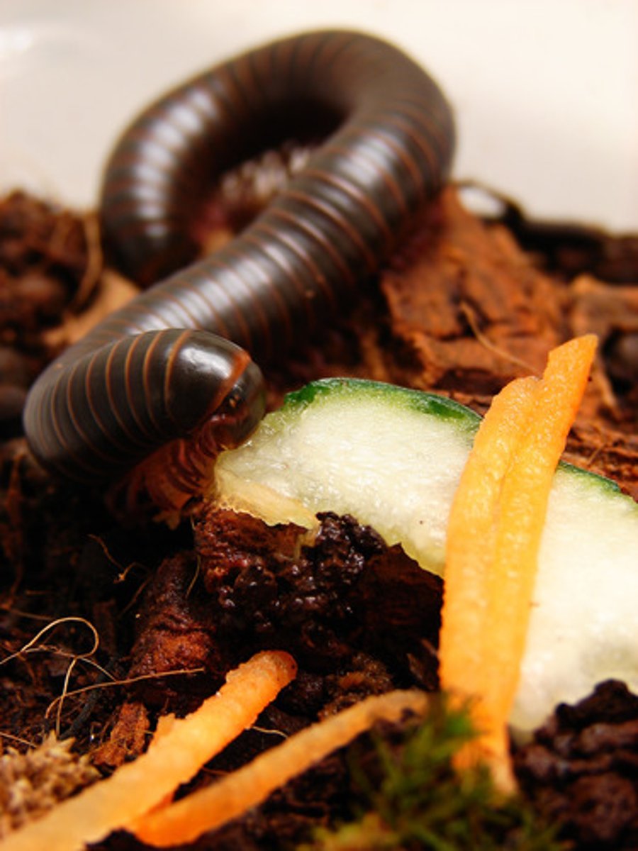 <p>Bacteria, fungi and detritivores - things that break down dead and decaying matter.</p>
