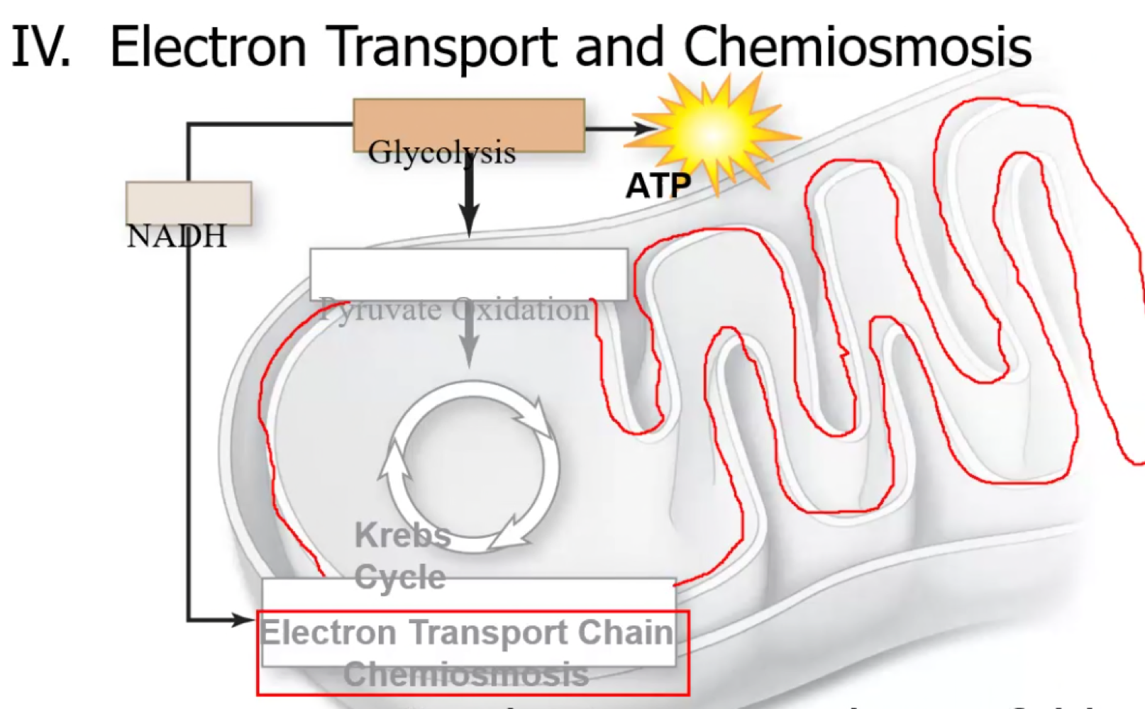 Electron Transport takes place on the inner membrane folds cristae of the mitochondrion. (Red in pic).