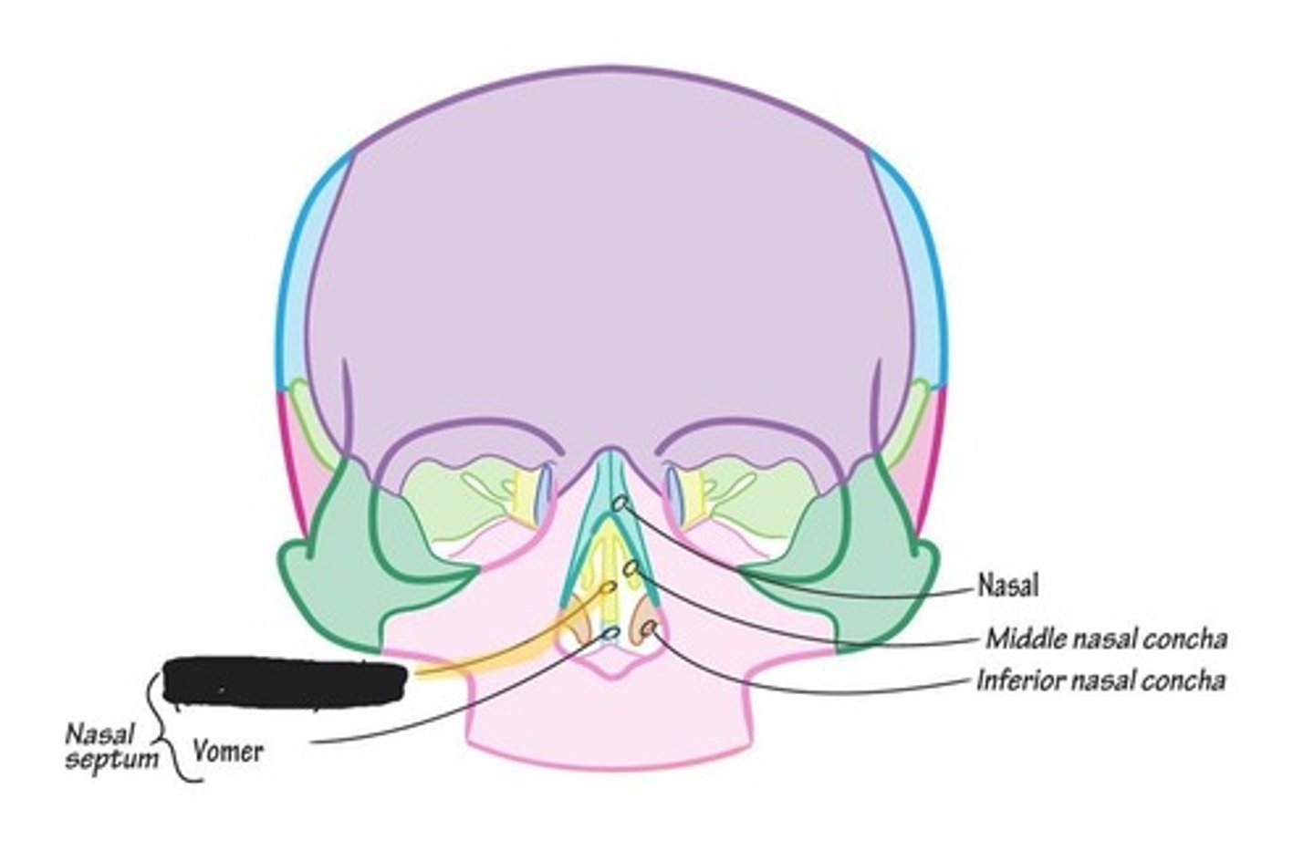 <p>Perpendicular plate of ethmoid bone</p>