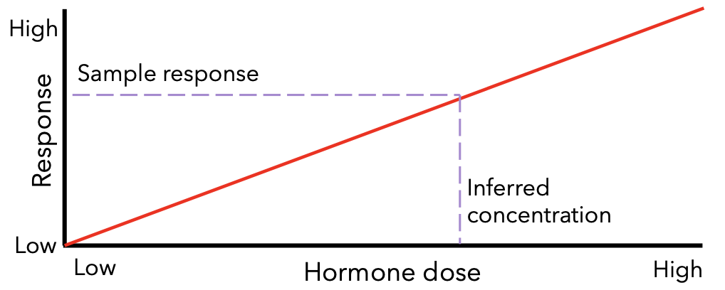 <ul><li><p>bioassay = test of the effects of the hormone on a living animal or living tissue</p><ul><li><p>not necessarily conducted on same species from which the hormone was obtained</p></li><li><p>can be used to measure unknown levels of hormone in animal of interest</p></li><li><p>steps are:</p><ul><li><p>1. generate dose-response curve (DRC) by injecting known quantities of purified hormone into animal and measuring change</p></li><li><p>2. inject sample obtained from animal of interest into assay animal and compare change to DRC</p></li></ul></li><li><p>Limitations:</p><ul><li><p>contaminants in samples might interfere with results because generally, circulating concentrations of hormones in blood are very small</p></li><li><p>depends on purified “standard“ hormone used to calibrate DRC</p></li></ul></li></ul></li></ul><p></p>
