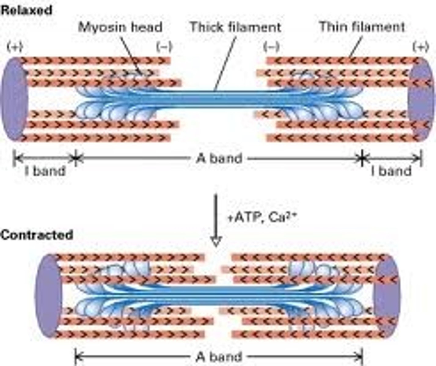 <p>the theory that describes contractions of muscle as when the thin filaments slide past the thick filaments to shorten the H-zone/sarcomere length</p>