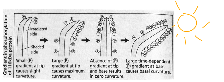 <p>protein kinase activity</p><p></p><p>PHOT1</p>