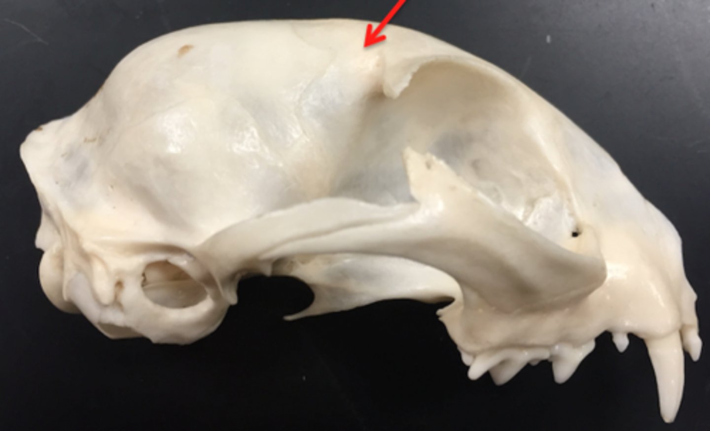 <p>The forehead, above the eyes, where the frontal bone and frontal sinuses are located.</p>