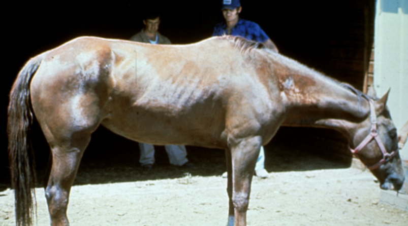 <p>Mentation of this horse? </p>