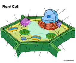 <p><strong>what are the parts on this plant cell ?</strong></p>