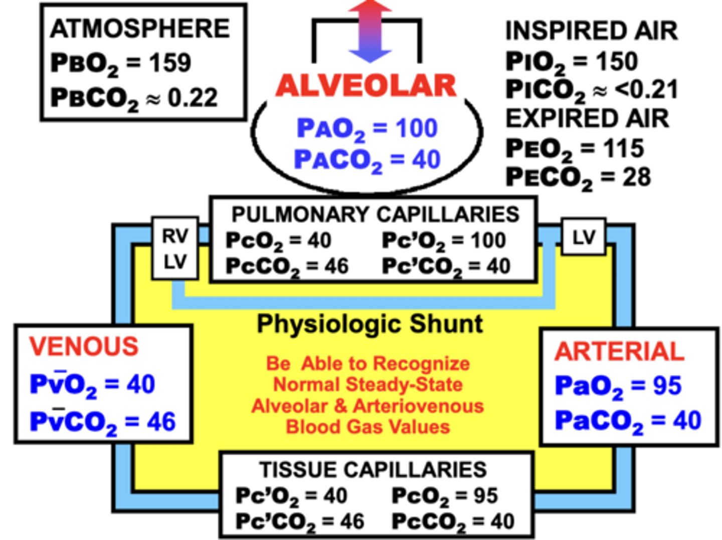 <p>1. pulmonary capillaries</p><p>2. arterial</p><p>3. tissue capillaries</p><p>4. venous</p>