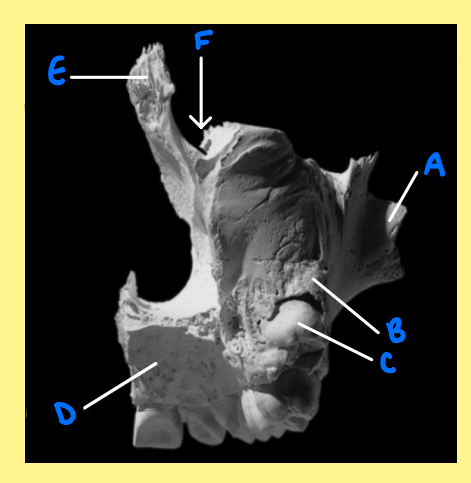 <p><u>Name the following</u>:</p><ul><li><p>Bone?</p></li><li><p>Side?</p></li><li><p>View?</p></li><li><p>C?</p></li></ul><p></p>