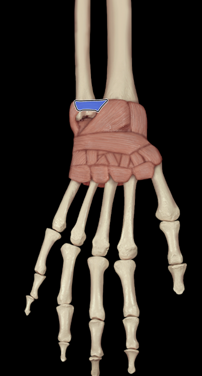 <p>Dorsal radioulnar ligament</p>