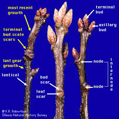 <ul><li><p>girdle scar</p></li><li><p>lateral bud scale scar</p></li><li><p>lateral bud scar</p></li><li><p>leaf scars</p></li></ul>