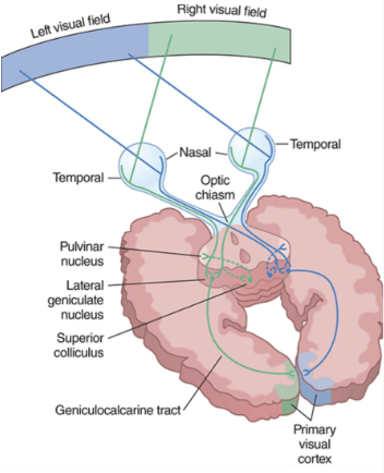 eye → retina → optic nerve → optic chiasm → thalamus → geniculocalcarine tract → primary visual cortex → dorsal and ventral streams

eye gathers written stimuli and passes it on to visual pathways in retina

info from retina is passed down optic nerve to level of optic chiasm where the information crosses

info then travels to thalamus and the geniculocalcarine tract carries it from thalamus to primary visual cortex where it is divided into two streams: dorsal and ventral

dorsal stream processes where information and sends it to inferior parietal lobe and superior occipital lobe

ventral stream processes what information and sends it to inferior occipital lobe and inferior and posterior temporal lobes