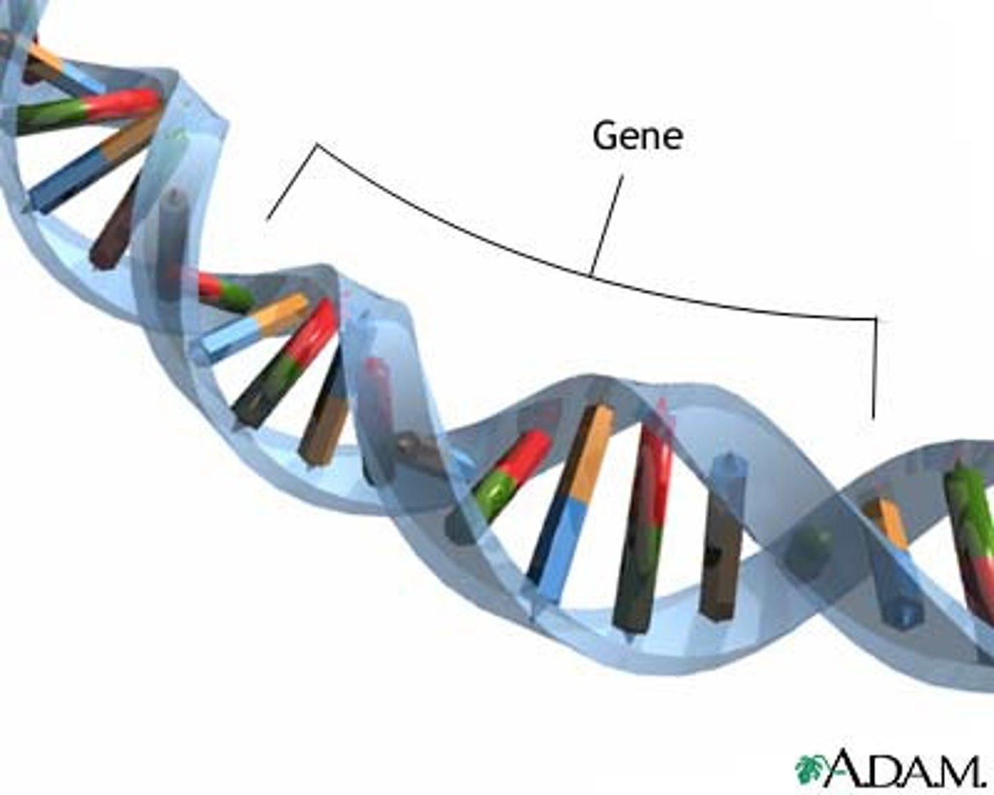 <p>a unit of heredity that is transferred from a parent to offspring and is held to determine some characteristic of the offspring. A section of DNA that codes for a protein</p>