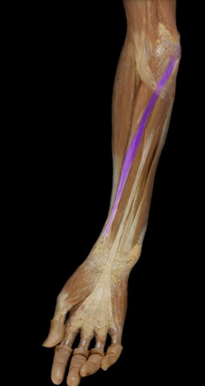 <p>Name the muscle highlighted (three words - all lowercase)</p>