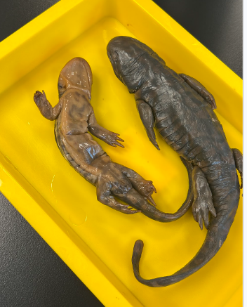 <p>Family: ambystomatidae</p><p>NC threatened </p><p>irregular blotching</p><p>dig their own burrows</p><p>mainly in sandhills region</p>