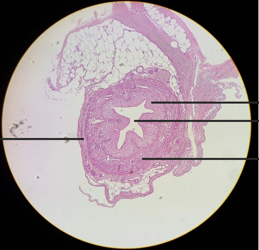 <p>what is this?</p>