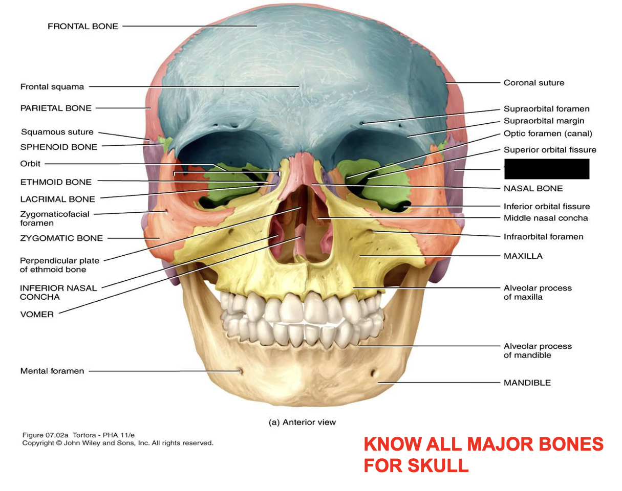 this is the skull, what major bone is this?
