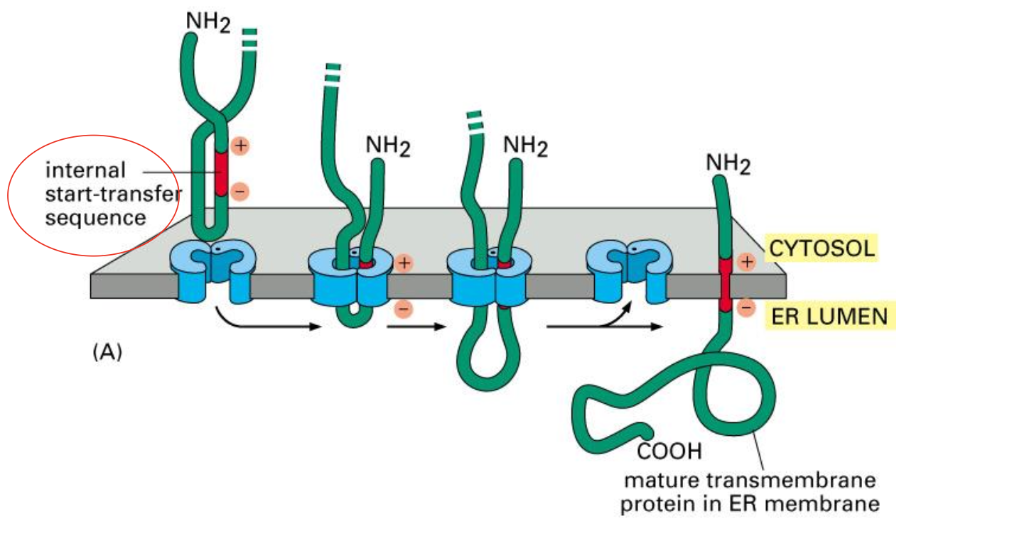 <p><span><span>From the PPT we know that it is also possible that there is no hydrophobic stop transfer sequence. In that case the charge of the N-terminus will determine what the cytosolic side is and which one is luminal.</span></span></p>