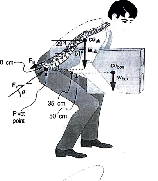 <p>Consider the person lifting a heavy box with his back, shown in the figure below. (a) Calculate the magnitude of the force F<sub>B</sub> in the back muscles that is needed to support the upper body plus the box. F<sub>B</sub> acts 29° from horizontal and its <strong>perpendicular lever arm</strong> with respect to the pivot point is 8 cm. The mass of the upper body (Wub) is 55.0 kg and the mass of the box (Wbox) is 30.0 kg. (b) Calculate the <strong>magnitude and direction</strong> of the force F<sub>v</sub> exerted by the vertebrae on the spine at the indicated pivot point.</p>