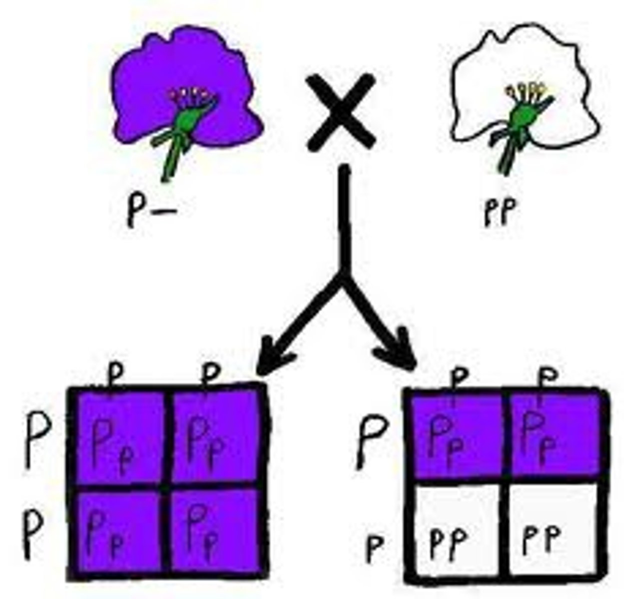 <p>the crossing of an individual of unknown genotype with a homozygous recessive individual to determine the unknown genotype</p>