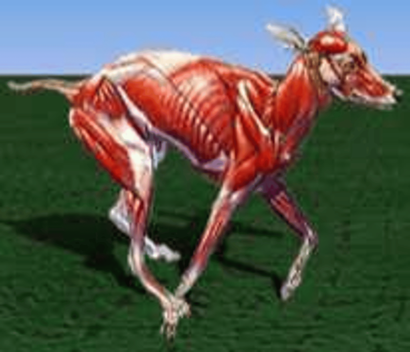 <p>AST can increase by 30% with exercise, and resting levels in horses in training are often 50-100% higher than those not in training due to a muscle component.</p>