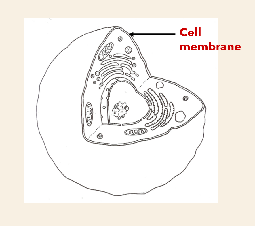 <p>Structure : </p><ul><li><p>double layered membrane made of phospholipids and protein</p></li></ul><p>Function:</p><ul><li><p> controls movement of substance into.out of cell (physical barrier)</p></li></ul><p></p>