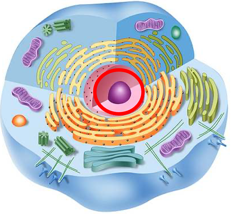<p>Nucleolus</p>
