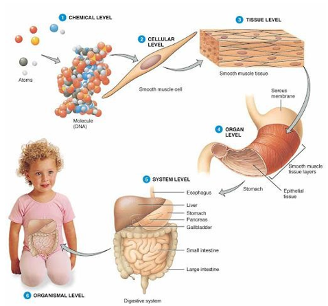 <ul><li><p>cell - smallest contained living unit (made up of chemicals)</p></li><li><p>tissues - a group of cells that perform a particular function</p></li><li><p>organs - two or more tissues that perform a particular function</p></li><li><p>system - two or more organs that perform a particular function</p></li><li><p>organism - composed of organ systems</p></li></ul><p></p>