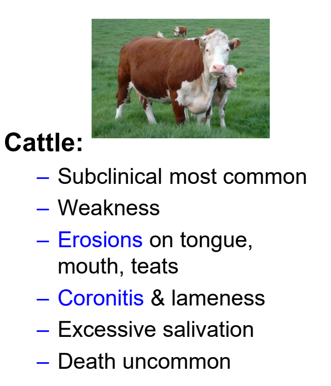 <ul><li><p><strong>subclinical disease most common</strong></p></li><li><p><strong>erosions</strong> on tongue, mouth, and teats</p></li><li><p><strong>coronitis</strong> &amp; lameness</p></li><li><p>death uncommon</p></li></ul><p></p>