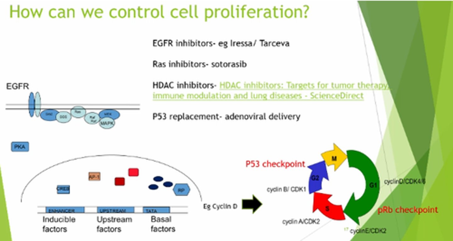 <p>- EGFR inhibitors.</p><p>- Ras inhibitors.</p><p>- HDAC inhibitors.</p><p>- p53 replacement.</p>