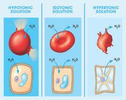 <p>Cells can be placed in different solutions</p><ol><li><p>Hypotonic: less solute; more water</p></li><li><p>Hypertonic: more solute, less water</p></li><li><p>Isotonic: same solute and water</p></li></ol>