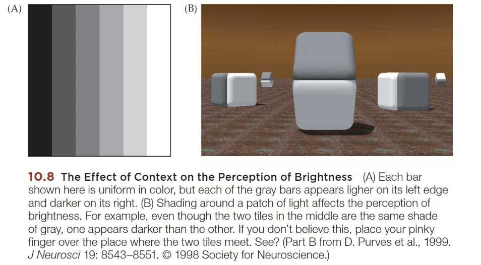 <p>Sharpness and differentiates things </p>