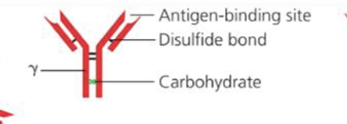 <p>What is the percentage of IgG in the body?</p>