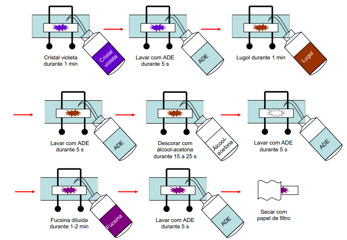 <img src="https://knowt-user-attachments.s3.amazonaws.com/63e3dc8c-38f4-49ad-a306-0e8b4803da67.jpg" data-width="50%" data-align="left"><p>Roxo - Gram positiva</p><p>Rosa - Gram negativa</p><p>Além disso, na coloração gram também é possível observar a formação de esporo</p><p>Para visualização: 100x (óleo de imersão), <strong>condensador para cima e diafragma aberto!</strong></p>