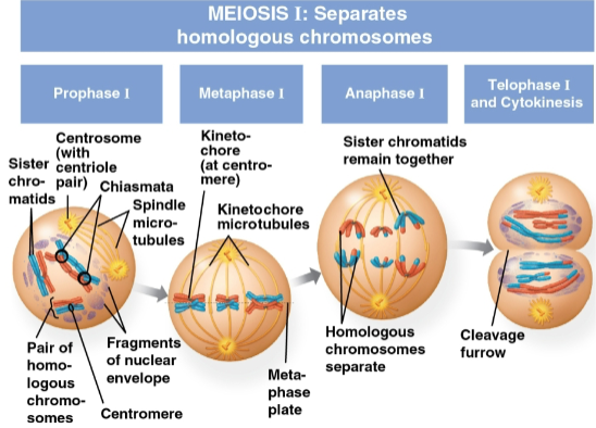 <p>Meiosis I</p>