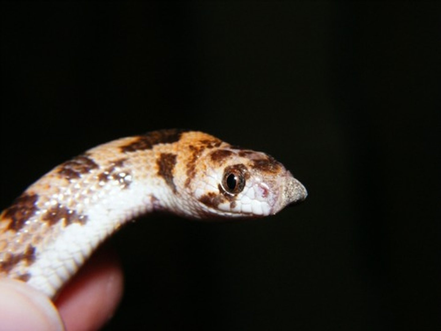 <p>Leaf-nosed Snake</p>