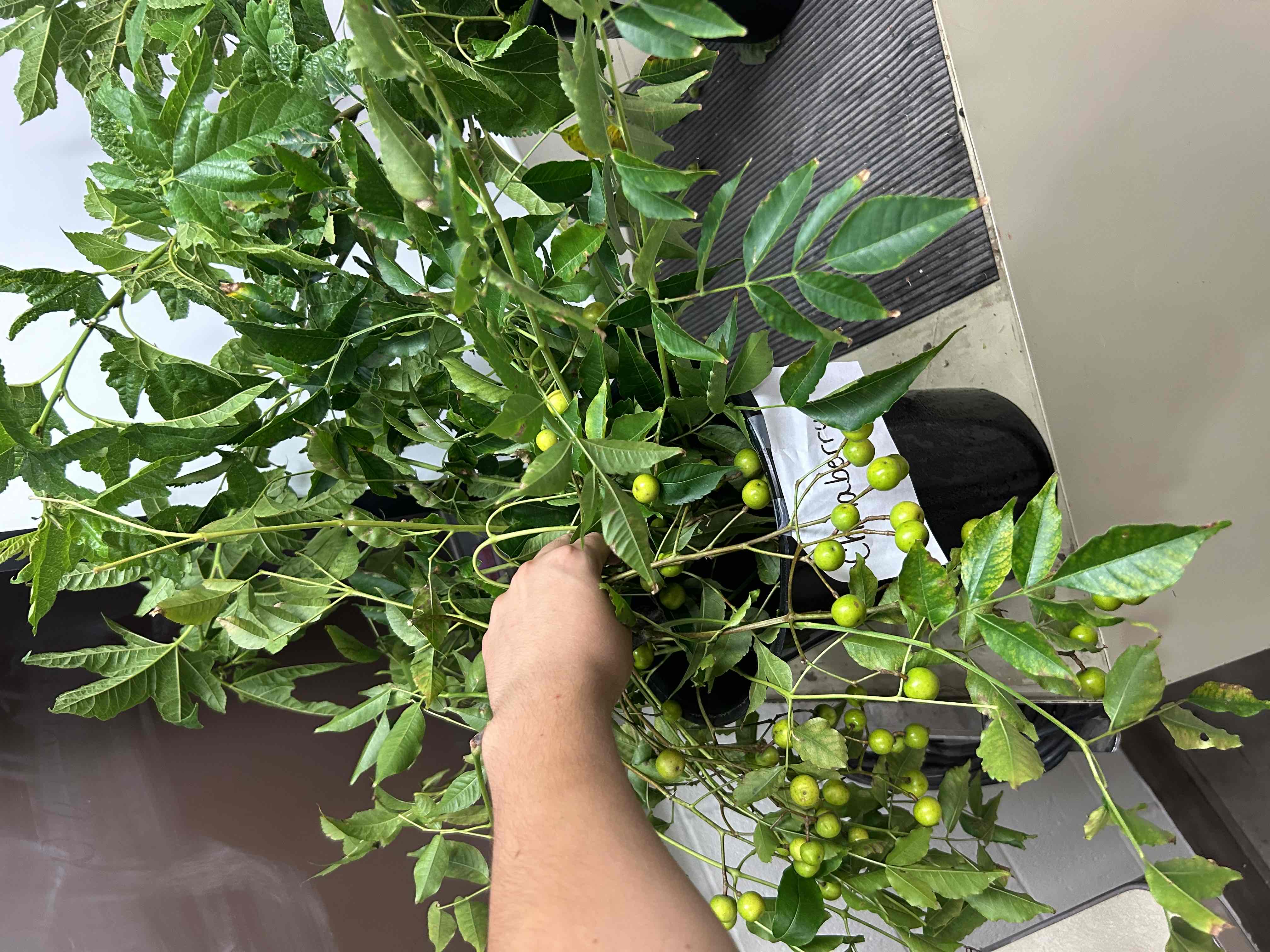<p>Chinaberry</p>