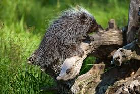 <p>New world porcupines</p><ul><li><p><span style="background-color: transparent;"><span>Have barbed loose-rooted spines, are semi arboreal, some with prehensile tails.&nbsp;</span></span></p></li><li><p><span style="background-color: transparent;"><span>Virtually in all habitats and generalist herbivores. Have 1 precocial porcupette (baby) after 7 months of gestation.</span></span></p></li></ul><p></p>