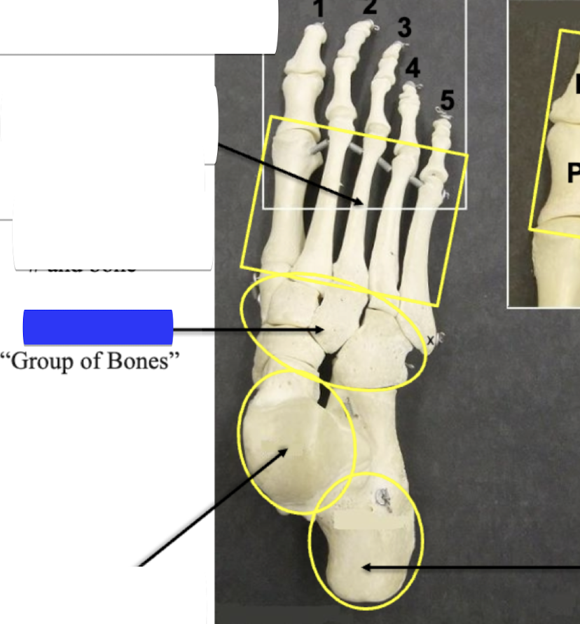 <p>Group of bones </p>