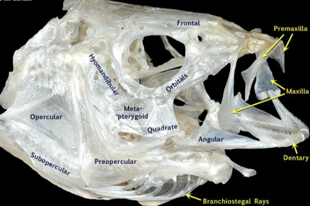 <ul><li><p>Enables jaws to open and protrude</p></li><li><p>Pushes premaxilla forward</p></li></ul><p></p>