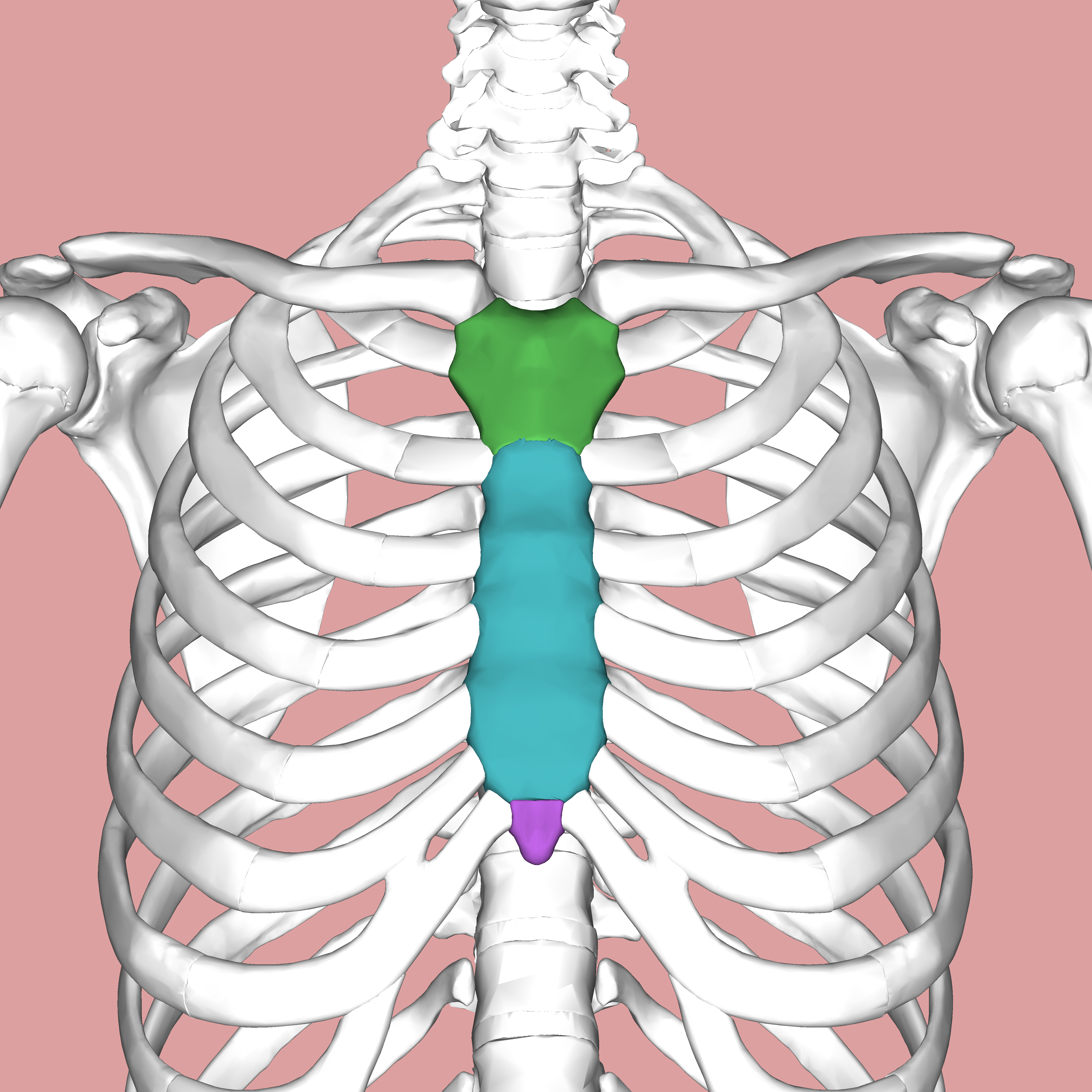 <p>Sternal</p>