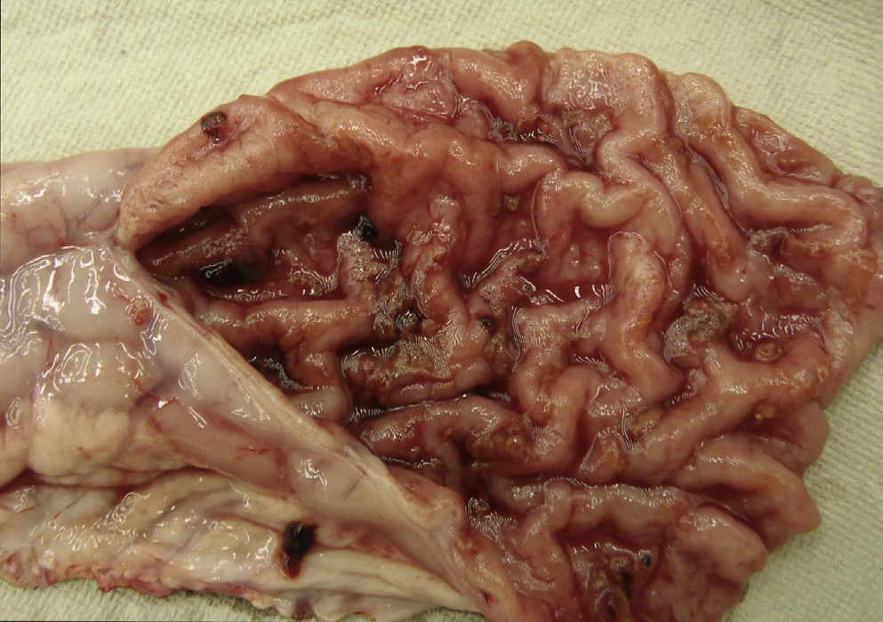 <p>10 week old pig presents with loose watery diarrhea?</p>