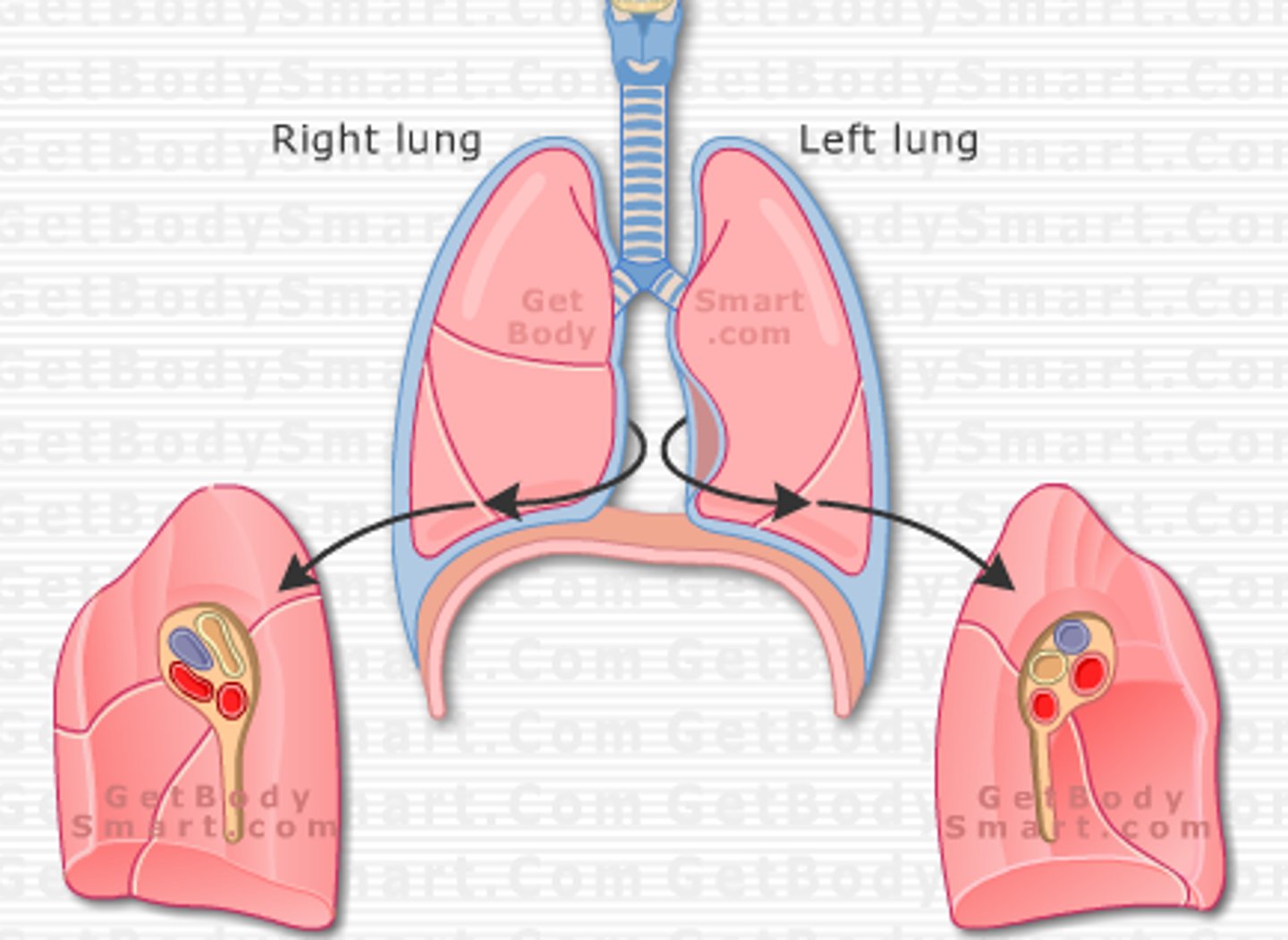 <p>inside or medial surface of lung</p>
