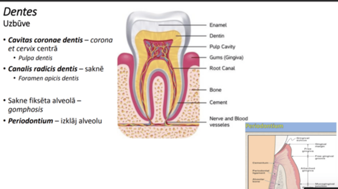 <p>cavitas dentis--> saknē pāriet par canalis radicis dentis--> foramen apicis dentis (ieiet asinsvadi un nervi)--> pulpa</p>