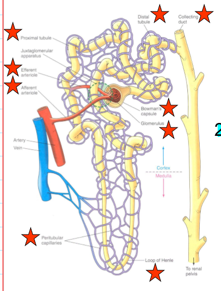<p>supply the renal tissue, and involved in the exchanges with the tubular lumen</p>