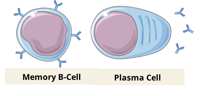 <ul><li><p>the combination of these three signals ultimately stimulate the proliferation and differentiation of B cells, forming the humoral immune response against the specific antigen</p></li></ul><p></p>