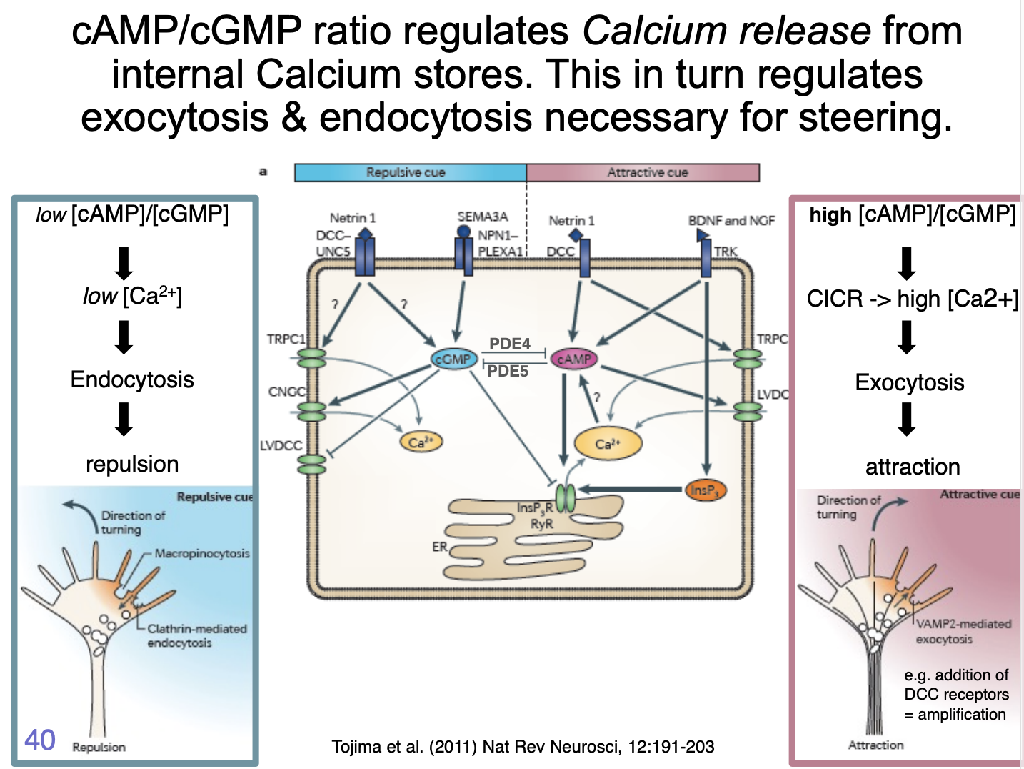 <ol><li><p>repulsive cue triggers low amplitude calcium influx</p></li><li><p>not amplified by internal stores</p></li><li><p>low ampltitude signals appear to act via <strong>Ca2+/calmodulin-dependent phosphatase, Calcineurin</strong></p></li><li><p>This has a higher affinity to Ca2+ than CamKII→ so can be activated at lower [Ca2+]</p></li><li><p>Calcineruin <strong>activation</strong> triggers <strong>clathrin</strong> mediated endocytosis</p></li><li><p>leads to growth cone <strong>retraction</strong></p><ul><li><p>partly by removal of adhesion complex components such as integrins</p></li></ul></li></ol><p></p>