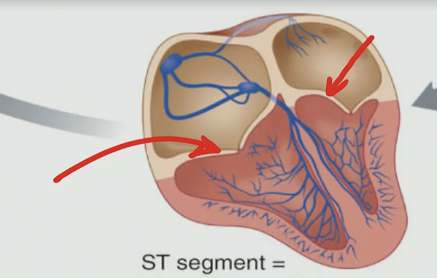 <p>Is the Triscuspid &amp; Bicuspid open or closed?</p>