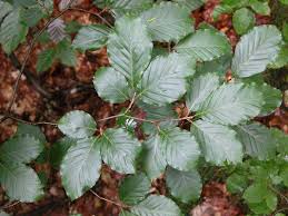 <p><span>Fagus sylvatica cv. / European Beech</span></p>