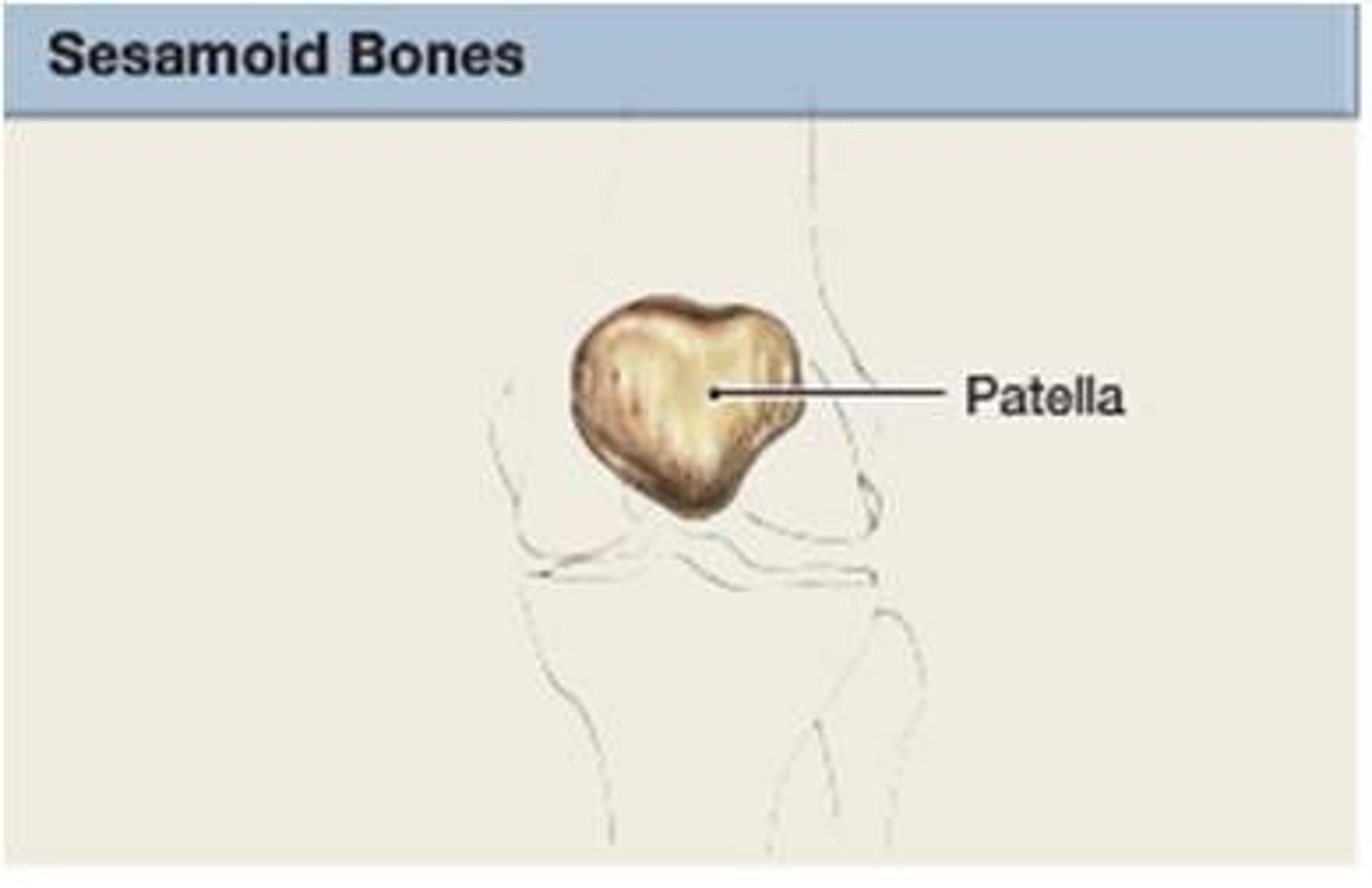 <p>bones that are found embedded in tendons where there is a considerable amount of mechanical stress; ex: kneecap</p>