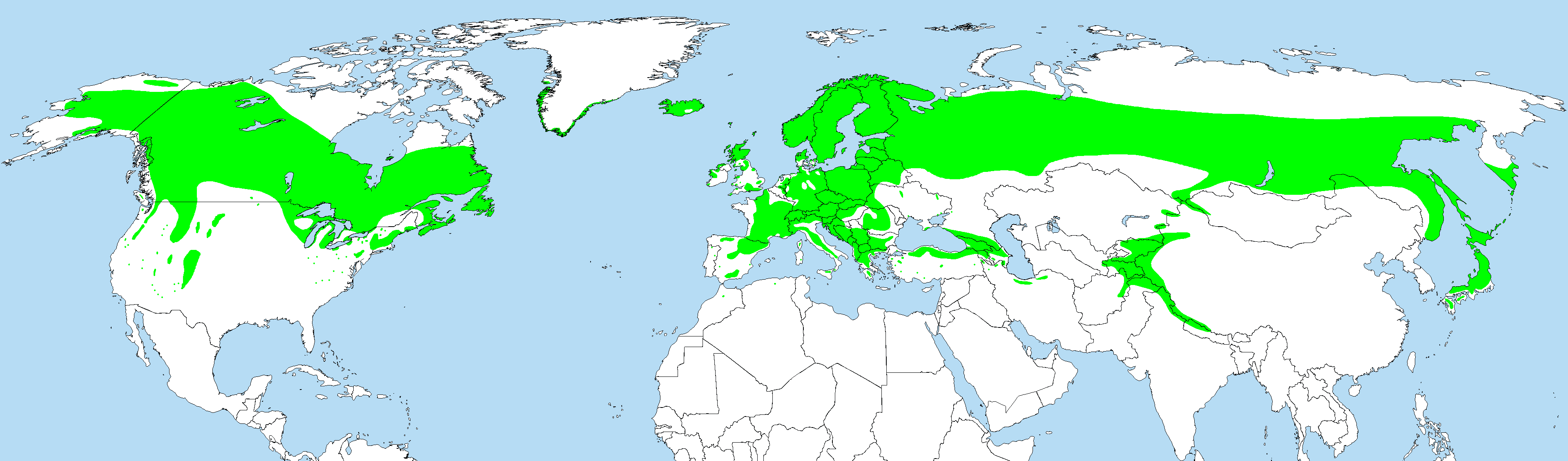 <p>most widespread conifer in the world, awl like leaves, bright white cones,</p>